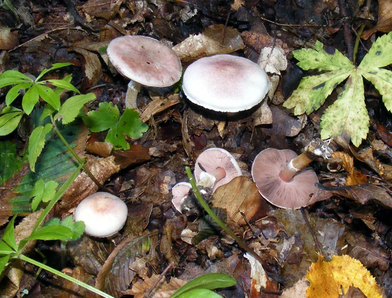 Agaricus dulcidulus (Agaricus dulcidulus) — photo mycologique