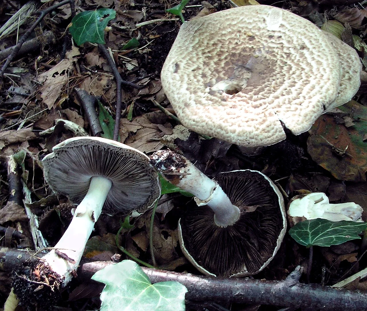 Agaricus impudicus (Agaricus impudicus) — photo mycologique
