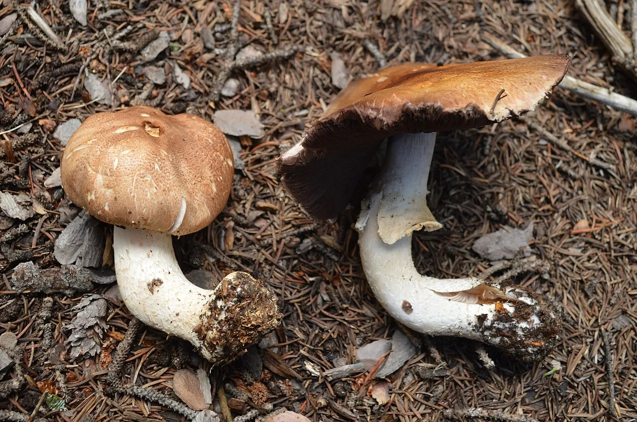 Agaricus julius (Agaricus julius) — photo mycologique