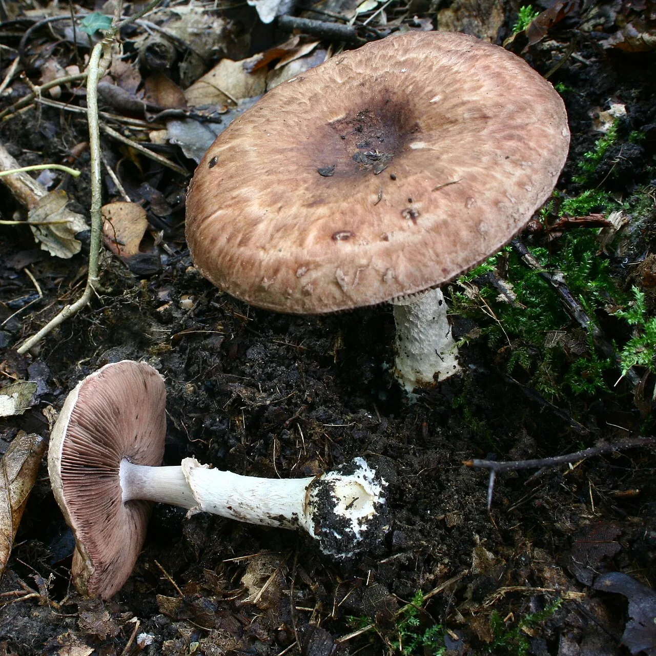 Agaricus lanipes (Agaricus lanipes) — photo mycologique