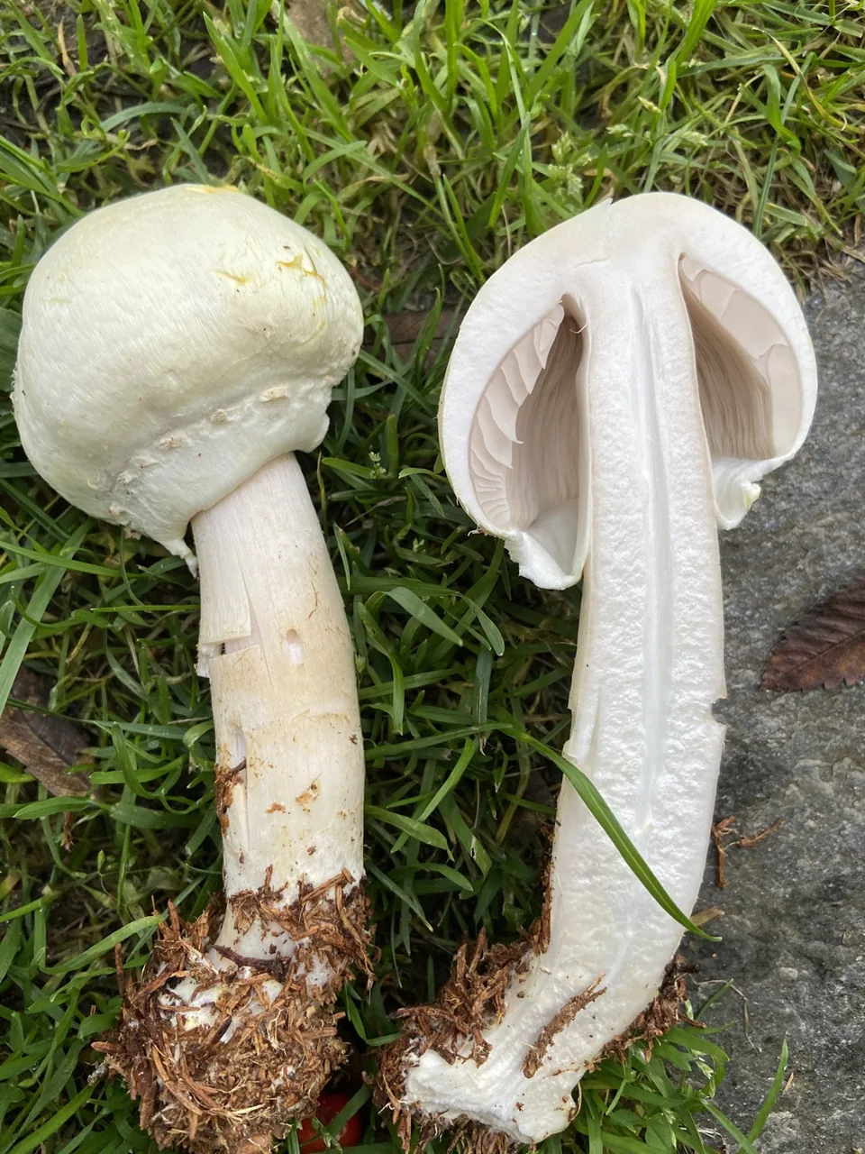 Agaricus macrocarpus (Agaricus macrocarpus) — photo mycologique