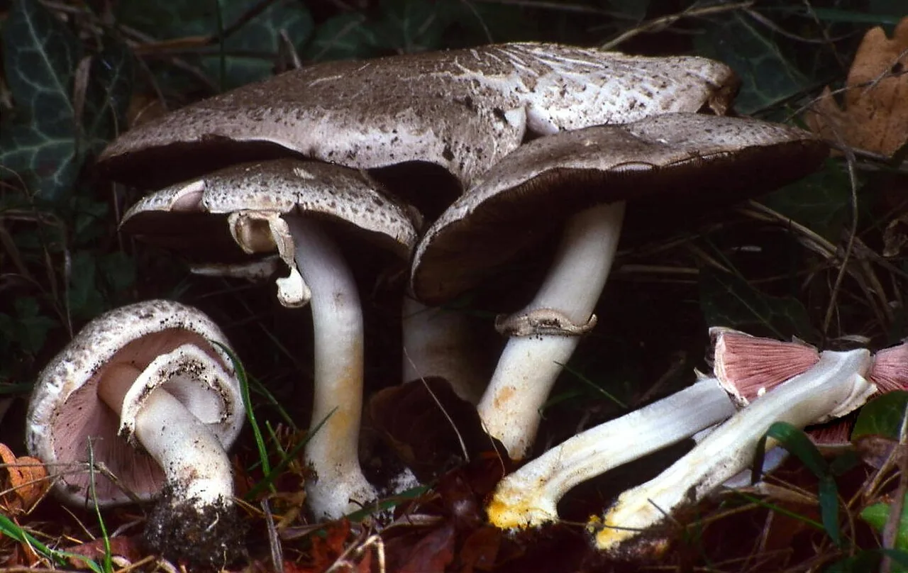 Agaricus moelleri (Agaricus moelleri) — photo mycologique
