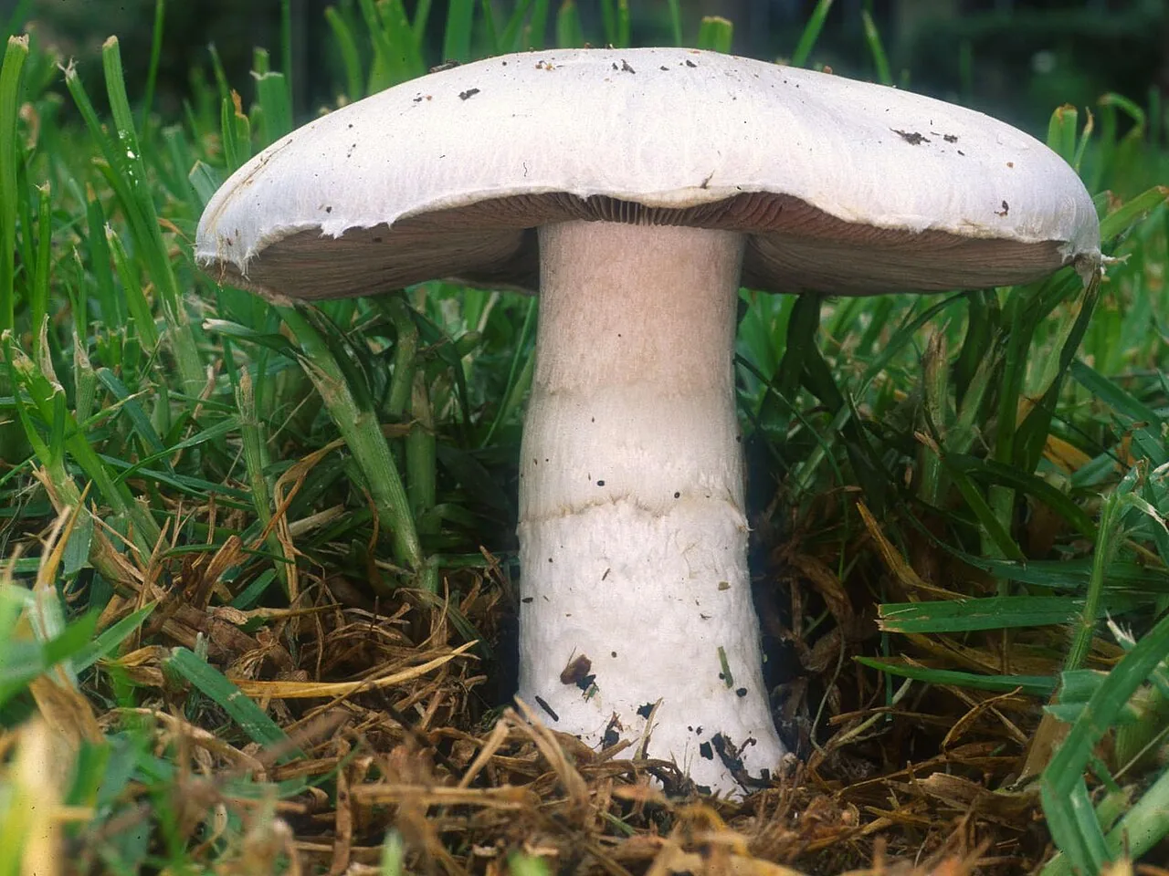 Agaricus nobelianus (Agaricus nobelianus) — photo mycologique