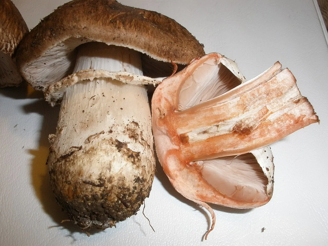 Agaricus pattersoniae (Agaricus pattersoniae) — photo mycologique