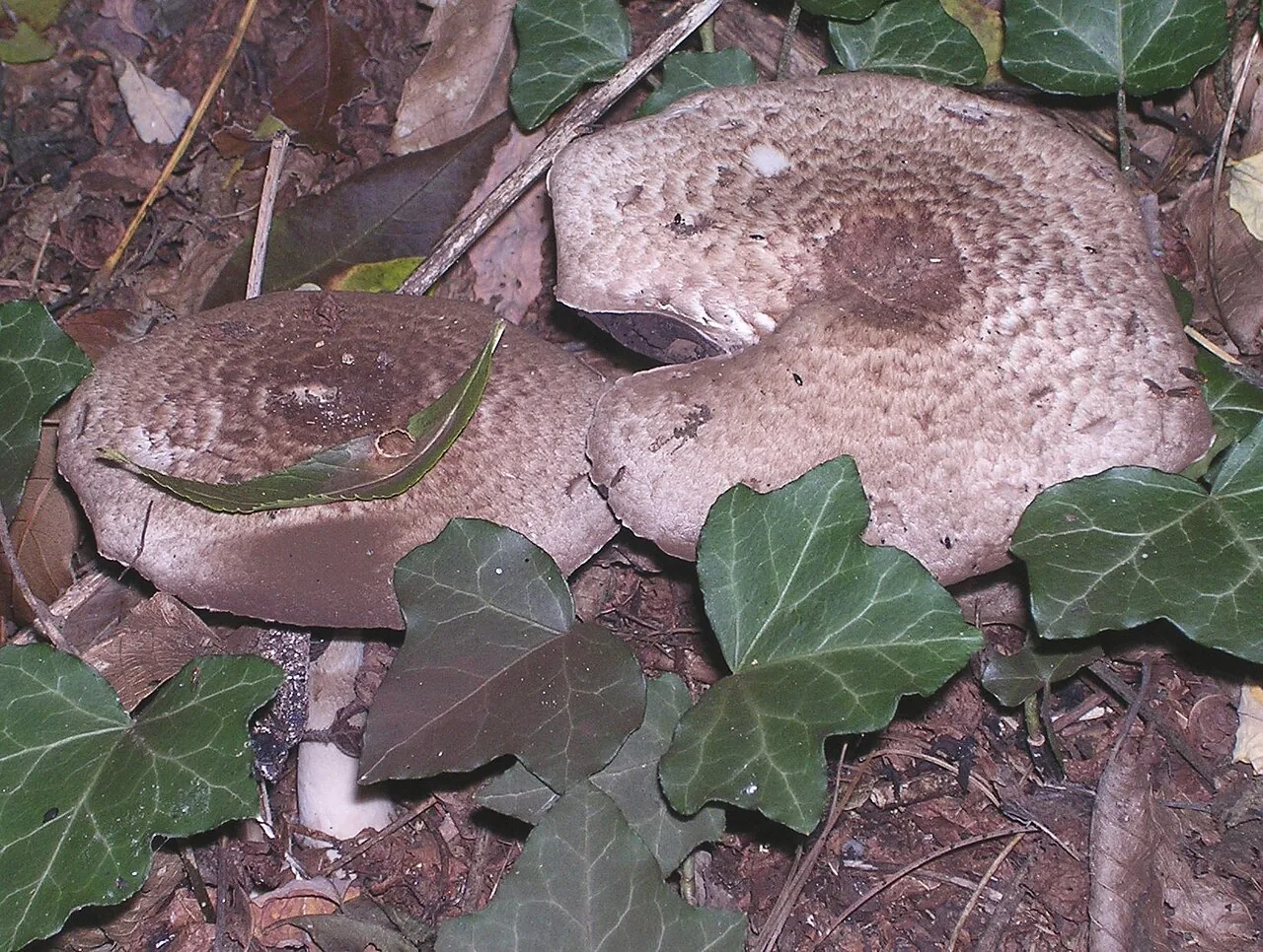 Agaricus perobscurus (Agaricus perobscurus) — photo mycologique