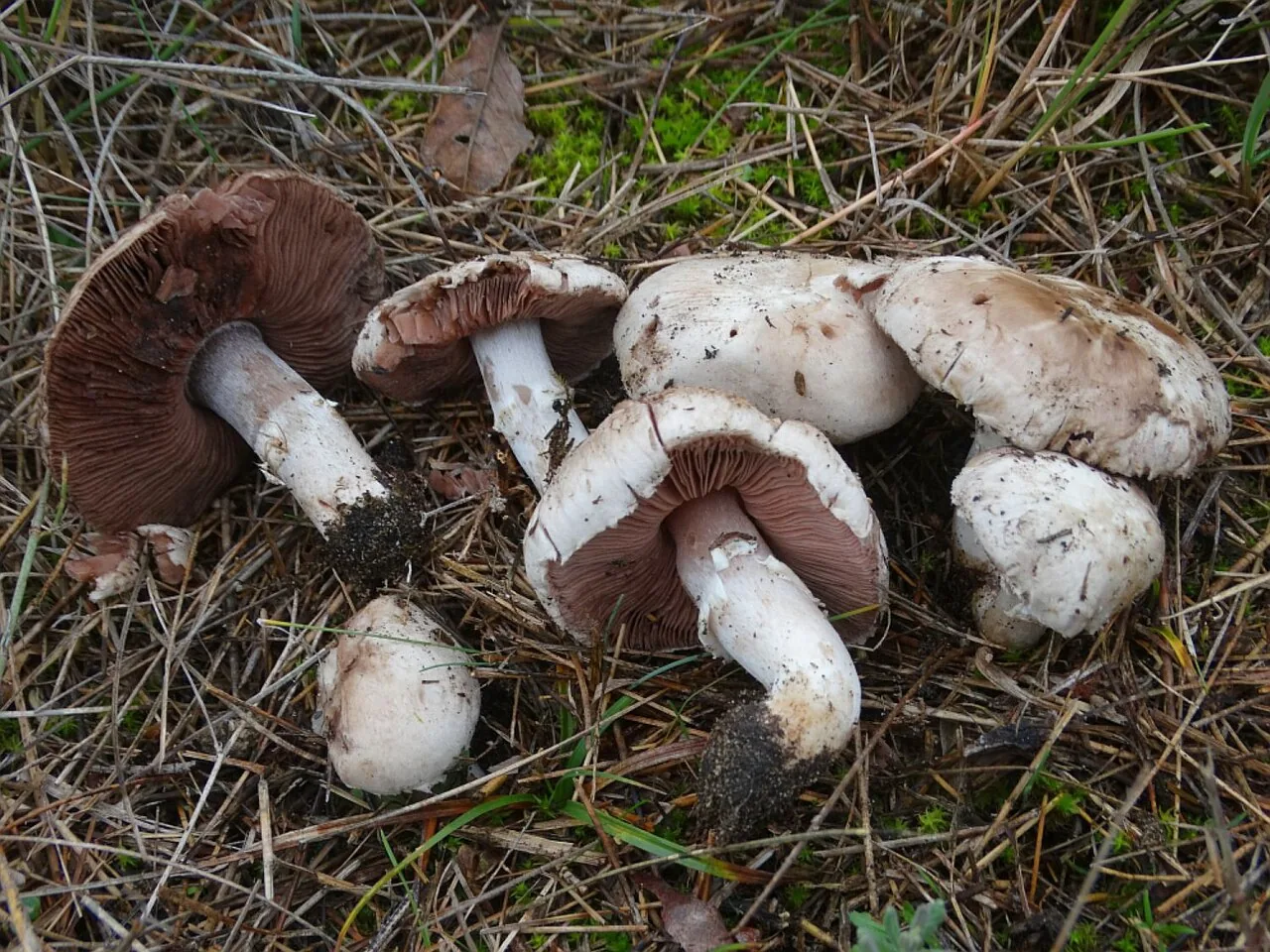 Agaricus pseudopratensis (Agaricus pseudopratensis) — photo mycologique