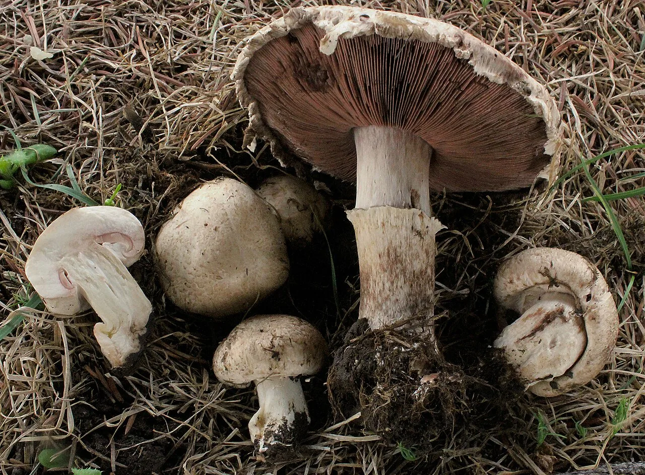 Agaricus subfloccosus (Agaricus subfloccosus) — photo mycologique
