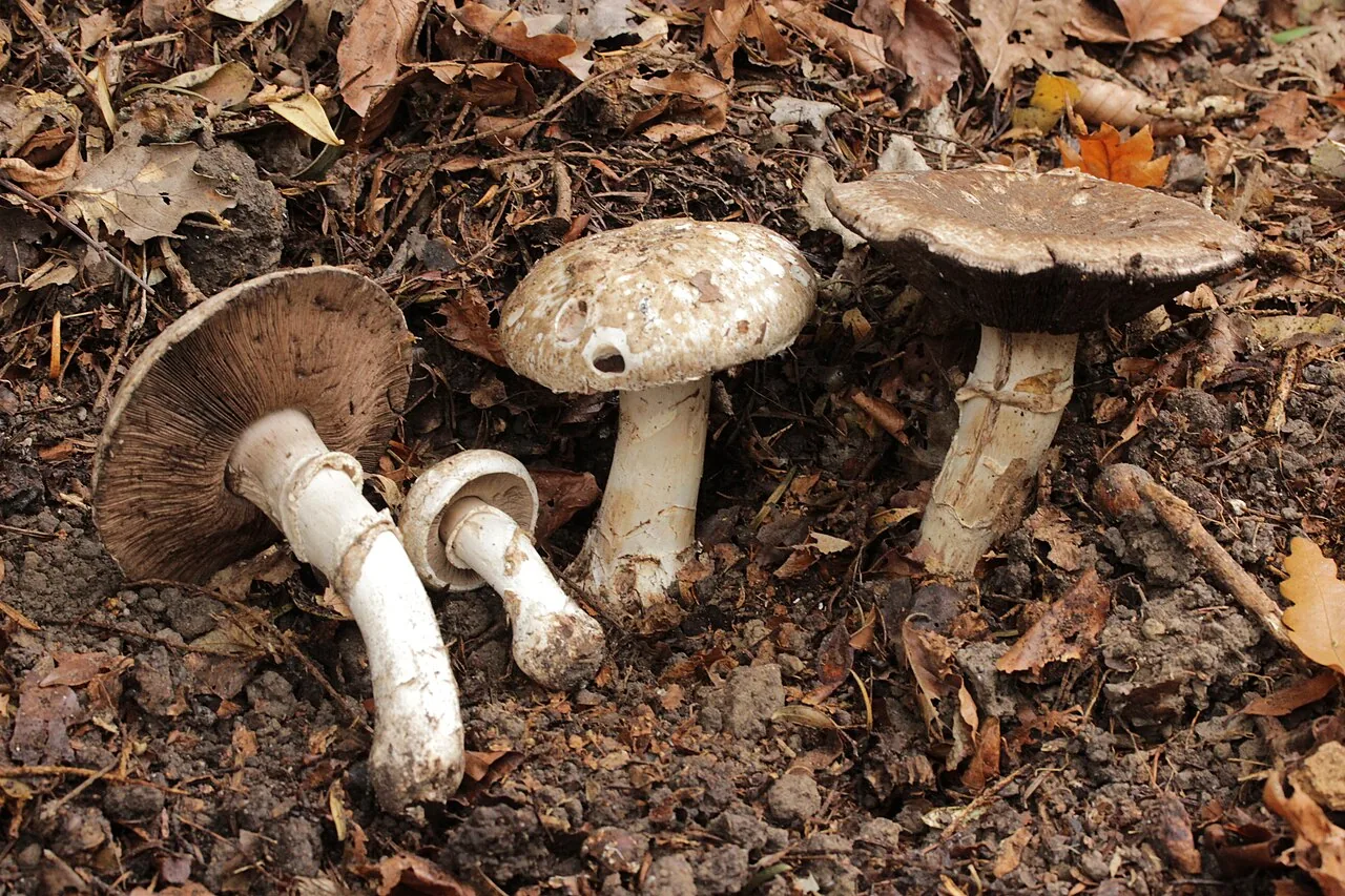 Agaricus subperonatus (Agaricus subperonatus) — photo mycologique