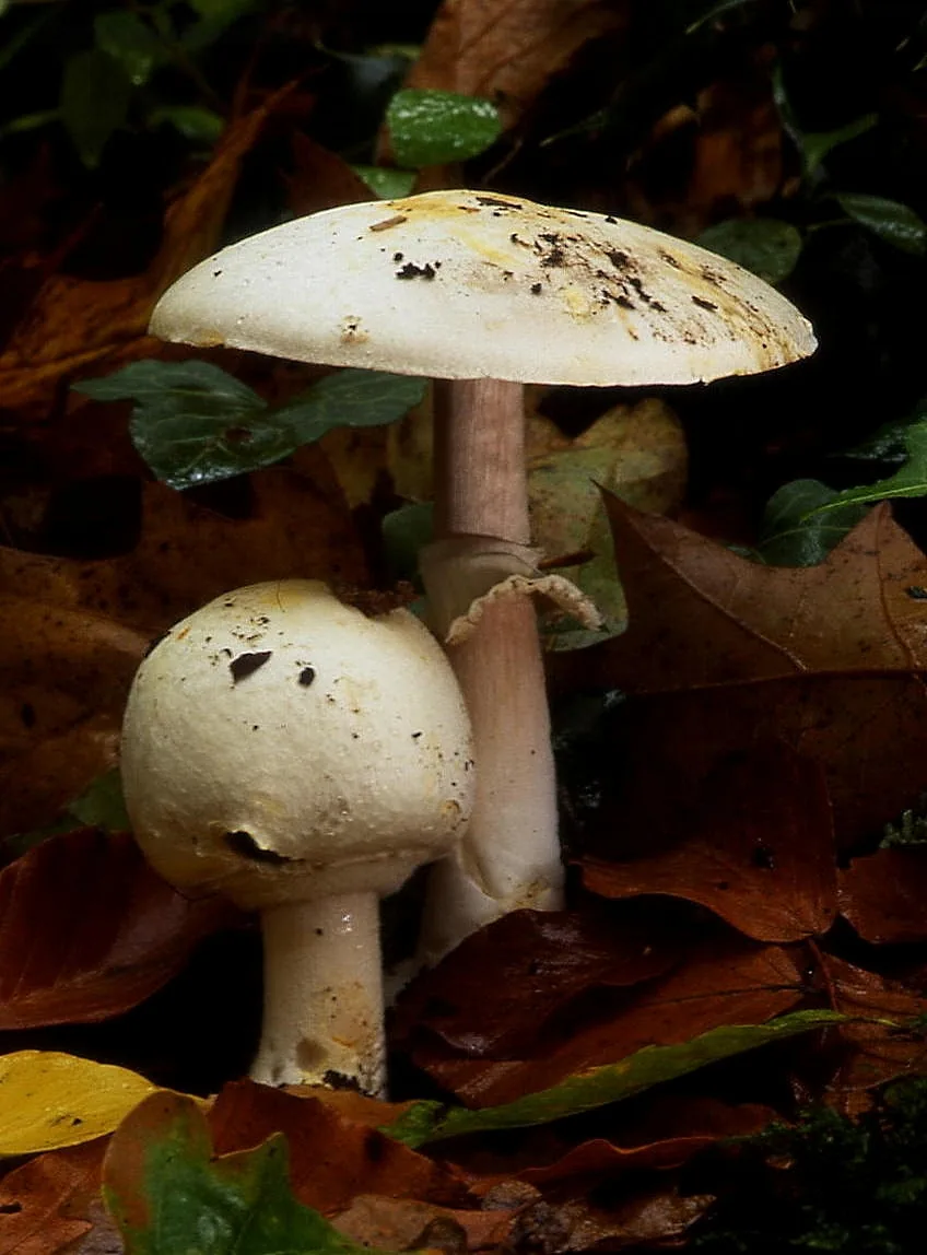 Agaricus sylvicola (Agaricus sylvicola) — photo mycologique