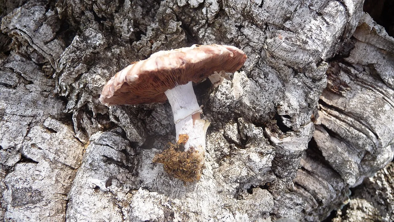 Agaricus vaporarius (Agaricus vaporarius) — photo mycologique