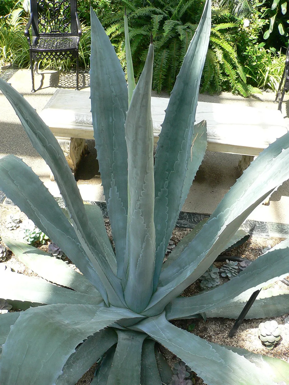 Agave d'Amérique (Agave americana) : photo botanique