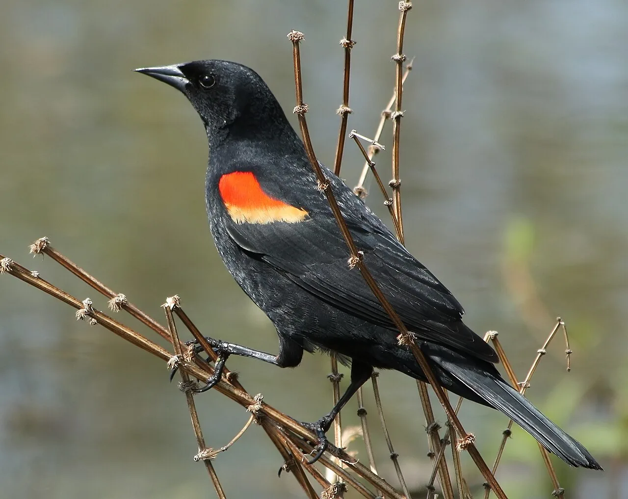 Carouge à épaulettes (Agelaius phoeniceus) — photo vertébré