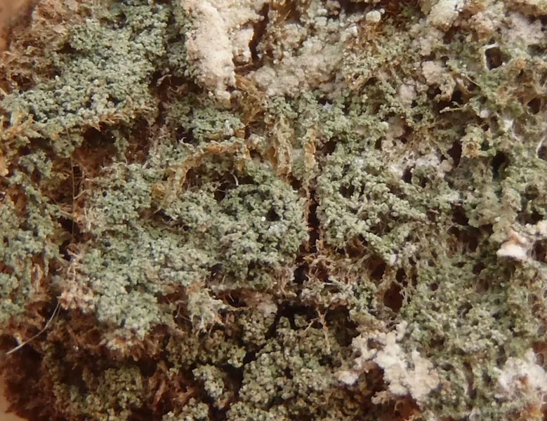 Agonimia bryophilopsis (Agonimia bryophilopsis) — photo mycologique