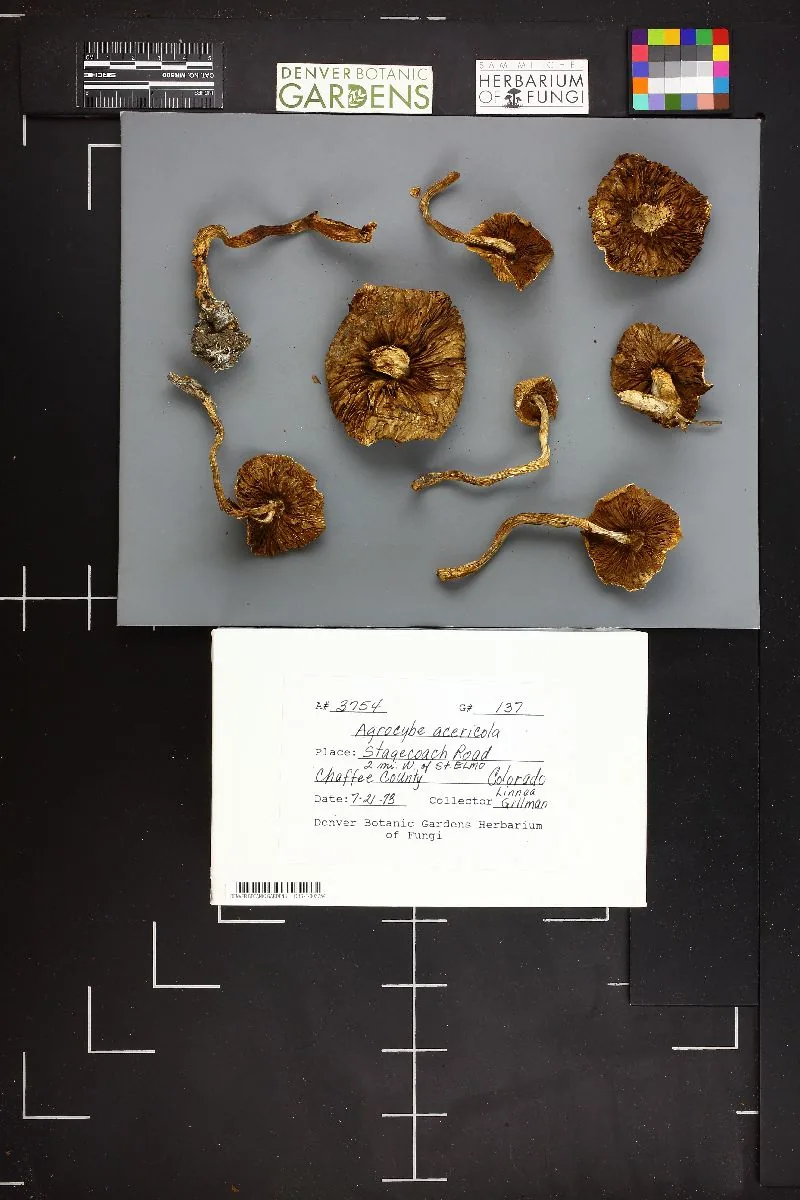 Agrocybe acericola (Agrocybe acericola) — photo mycologique