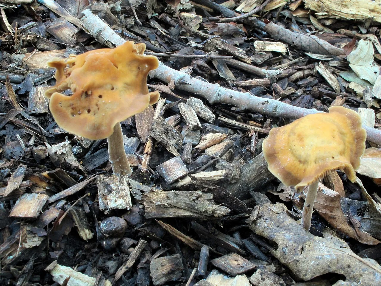 Agrocybe arvalis (Agrocybe arvalis) — photo mycologique
