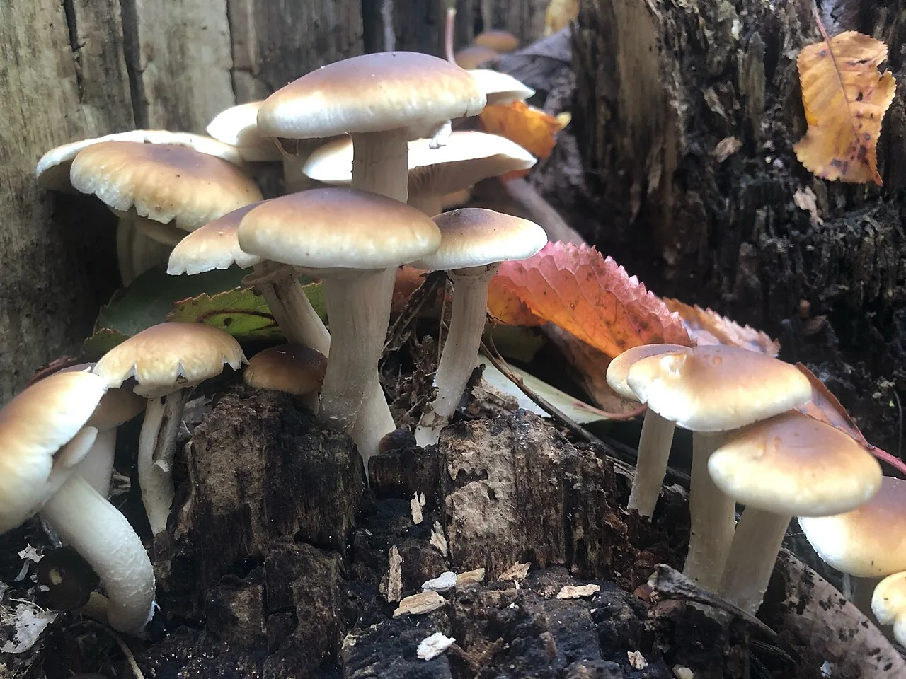 Agrocybe cylindracea (Agrocybe cylindracea) — photo mycologique