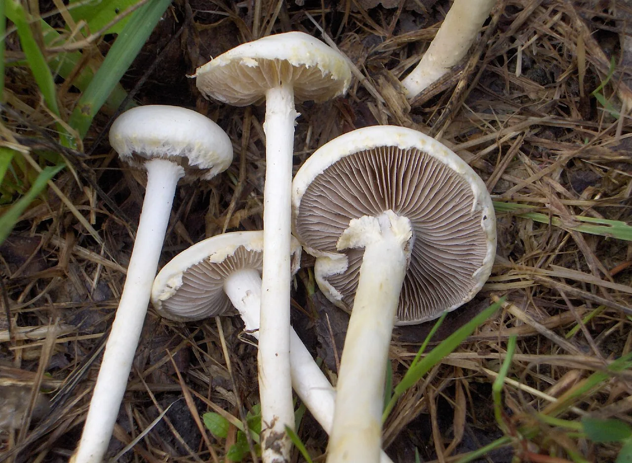 Agrocybe dura (Agrocybe dura) — photo mycologique