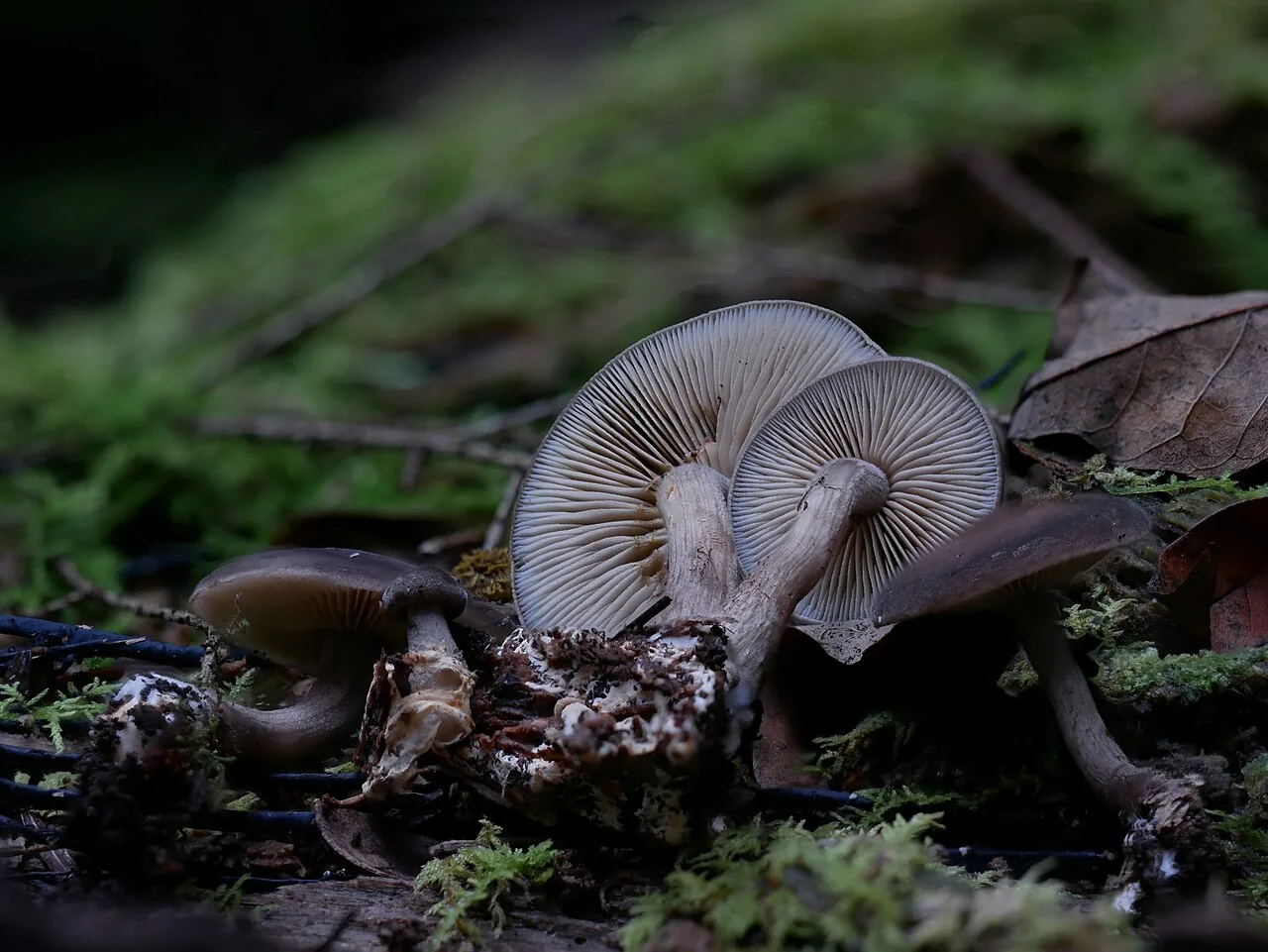 Agrocybe firma (Agrocybe firma) — photo mycologique
