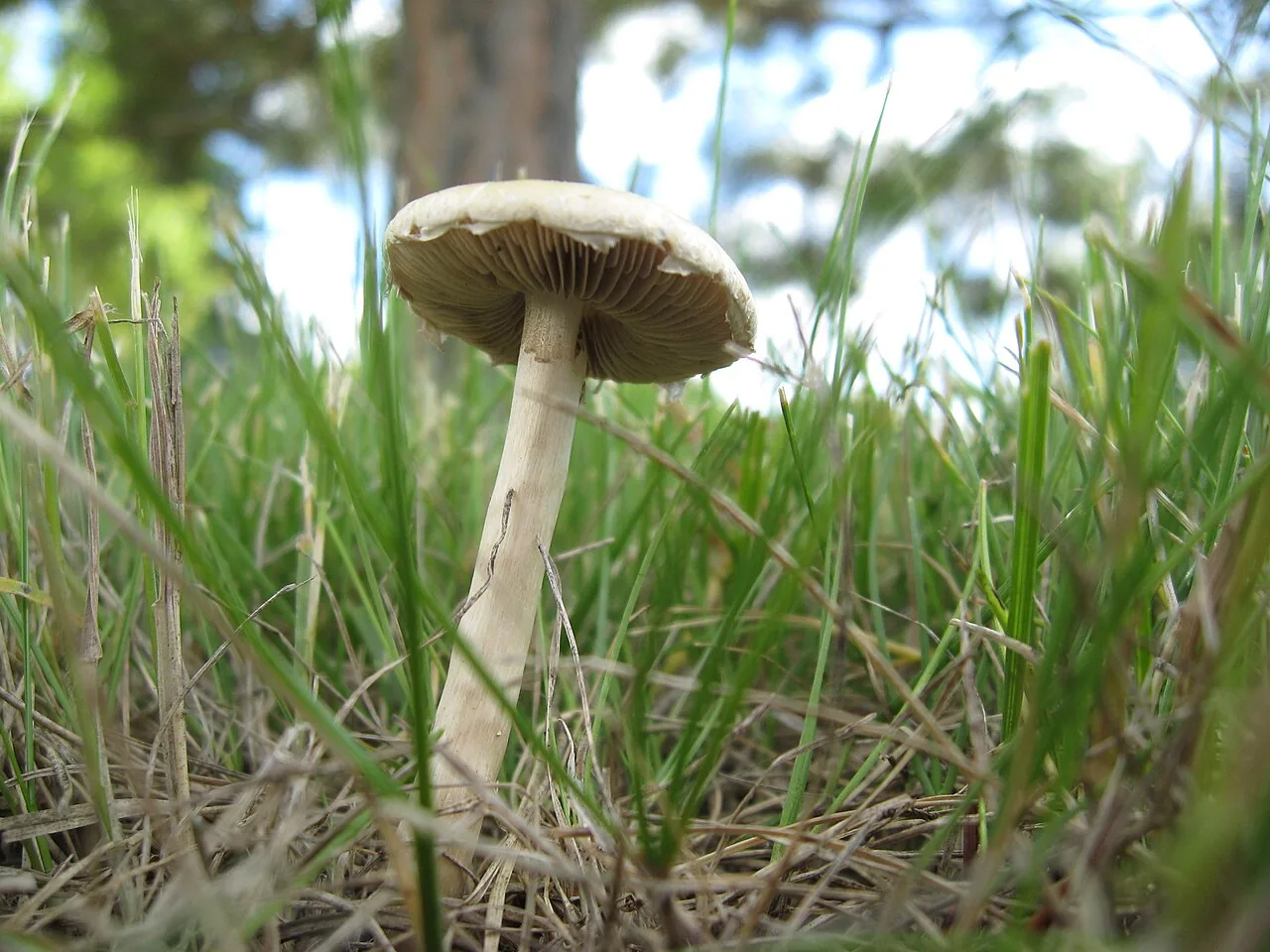 Agrocybe molesta (Agrocybe molesta) — photo mycologique