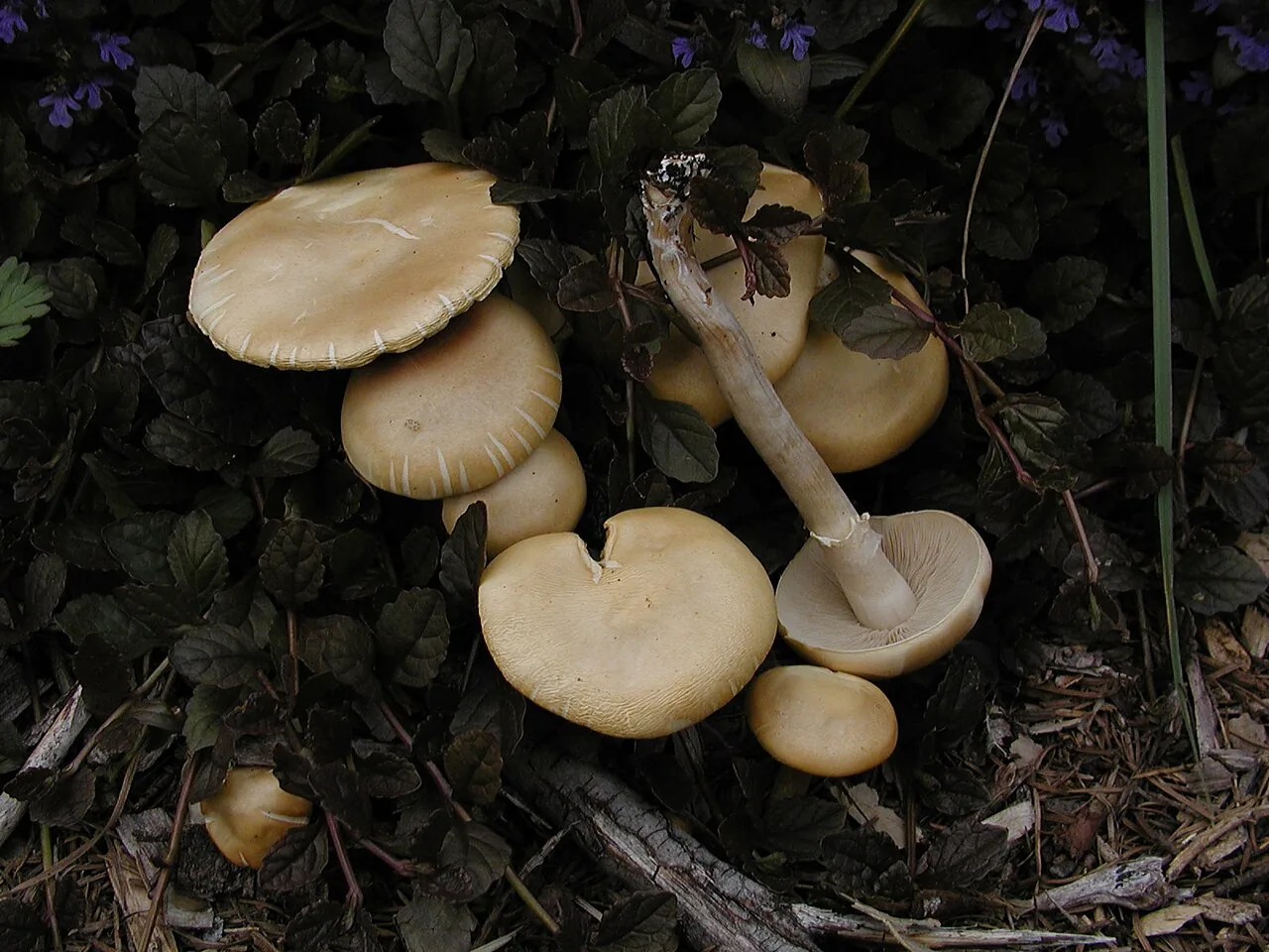 Agrocybe ochracea (Agrocybe ochracea) — photo mycologique