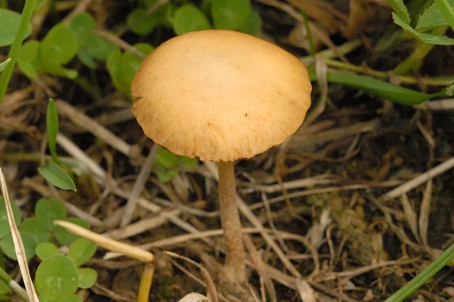 Agrocybe paludosa (Agrocybe paludosa) — photo mycologique