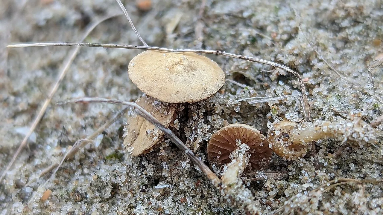 Agrocybe pusiola (Agrocybe pusiola) — photo mycologique