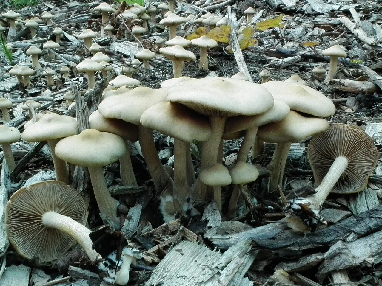 Agrocybe putaminum (Agrocybe putaminum) — photo mycologique