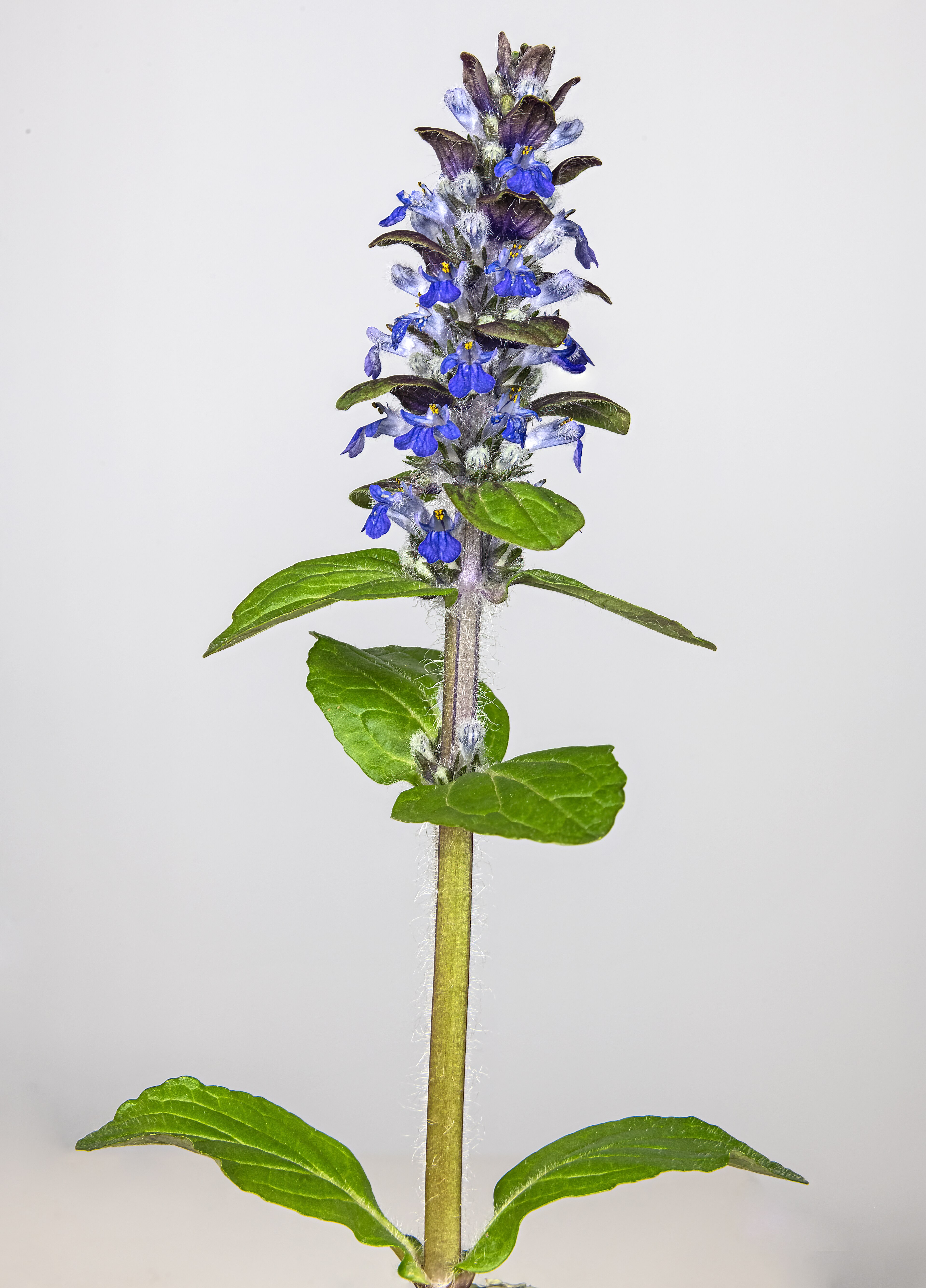 Bugle rampante (Ajuga) — photo botanique