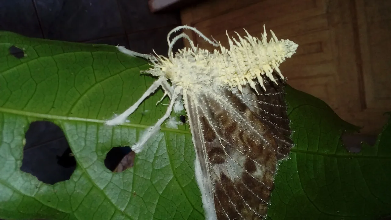 Akanthomyces pistillariiformis (Akanthomyces pistillariiformis) — photo mycologique