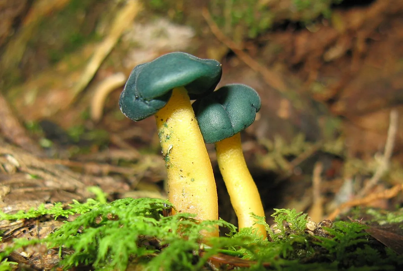 Alatospora acuminata (Alatospora acuminata) — photo mycologique