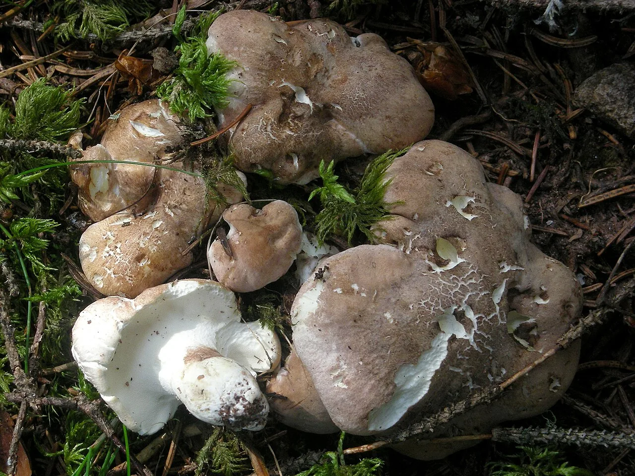 Albatrellus zhuangii (Albatrellus zhuangii) — photo mycologique