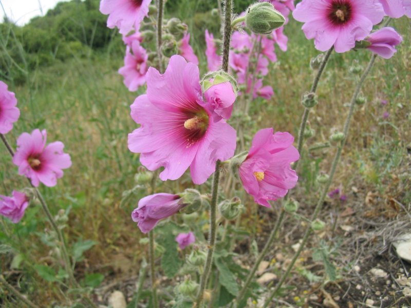 Rose trémière (Alcea) — photo botanique