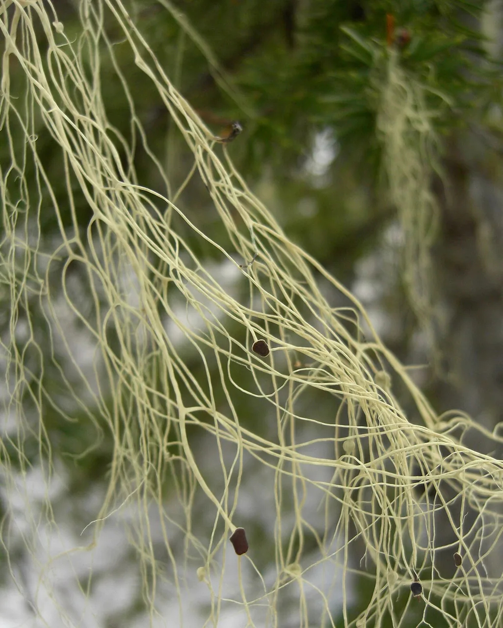 Alectoria sarmentosa (Alectoria sarmentosa) — photo mycologique