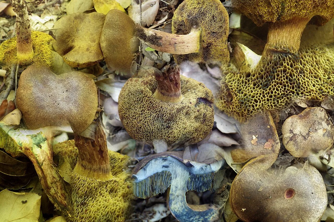 Alessioporus ichnusanus (Alessioporus ichnusanus) — photo mycologique