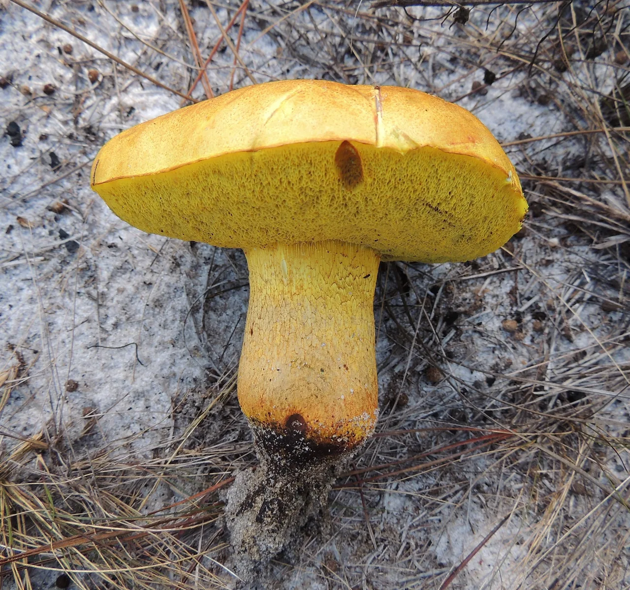 Alessioporus rubriflavus (Alessioporus rubriflavus) — photo mycologique