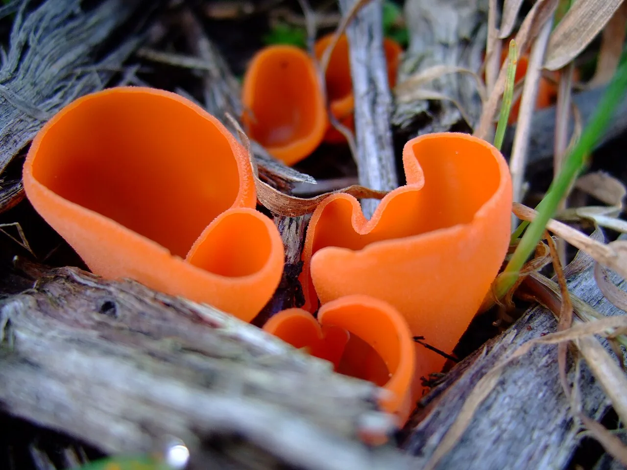 Aleuria coccinea (Aleuria coccinea) — photo mycologique