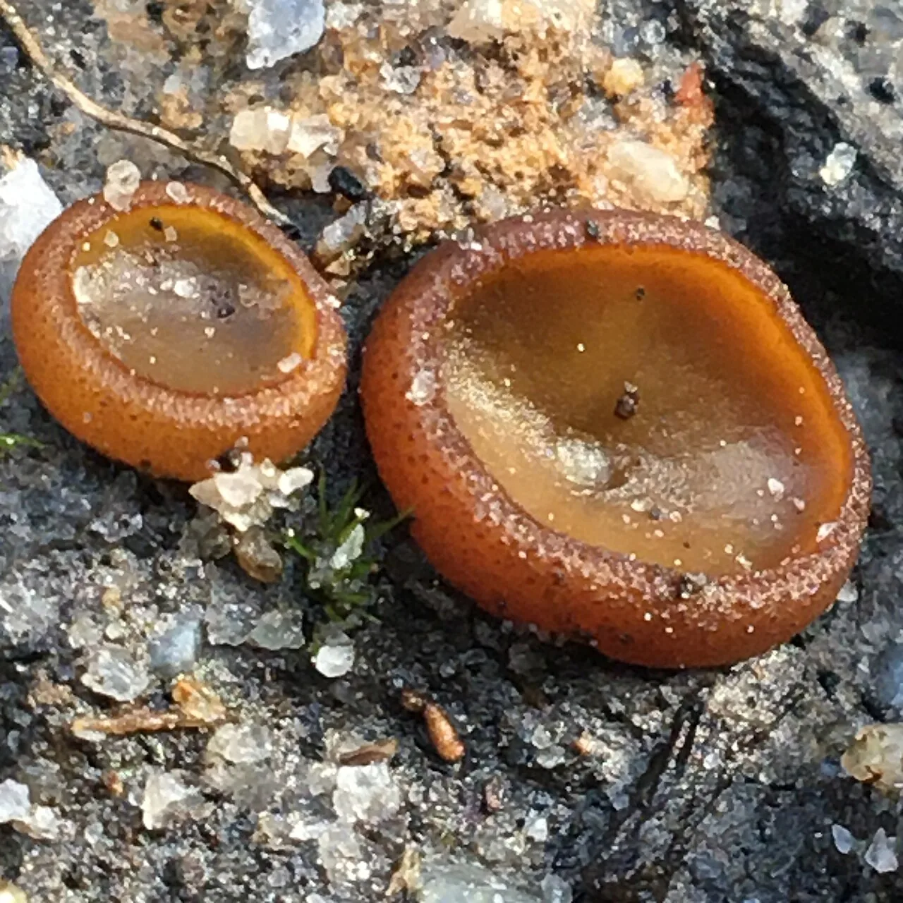 Aleurina ferruginea (Aleurina ferruginea) — photo mycologique