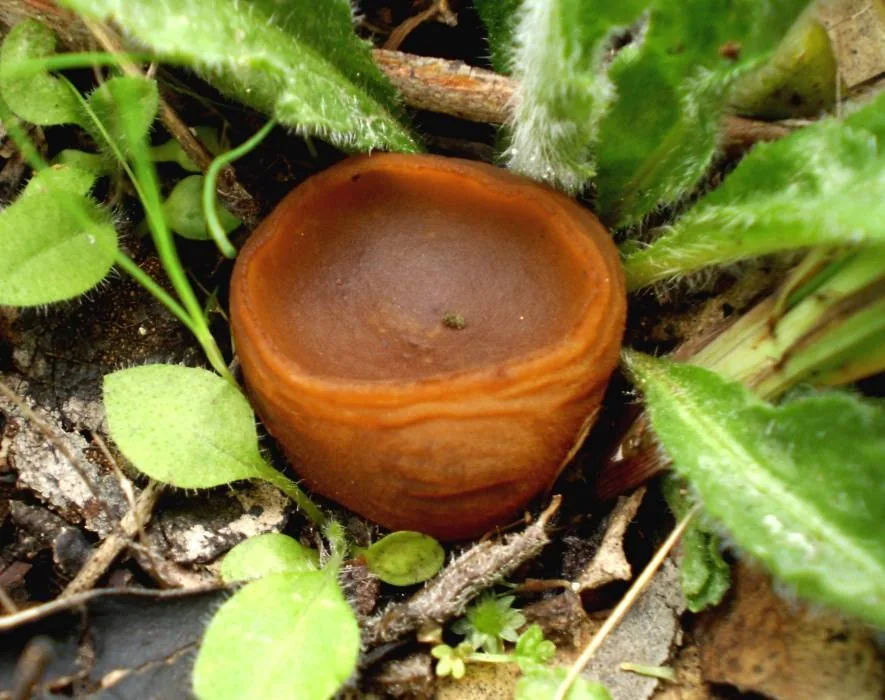 Aleurina tenuiverrucosa (Aleurina tenuiverrucosa) — photo mycologique