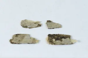 Aleurodiscus cerussatus (Aleurodiscus cerussatus) — photo mycologique