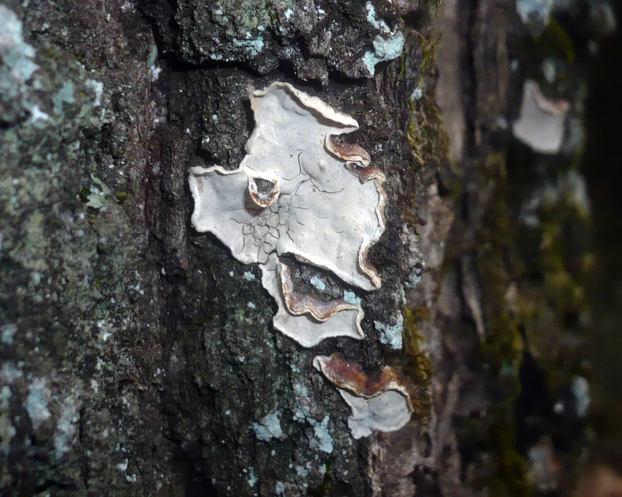 Aleurodiscus sparsus (Aleurodiscus sparsus) — photo mycologique