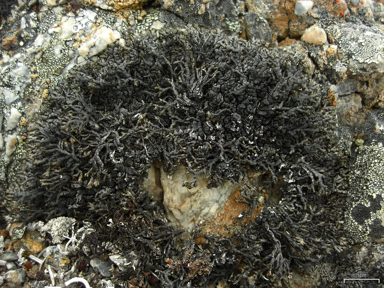 Allantoparmelia almquistii (Allantoparmelia almquistii) — photo mycologique