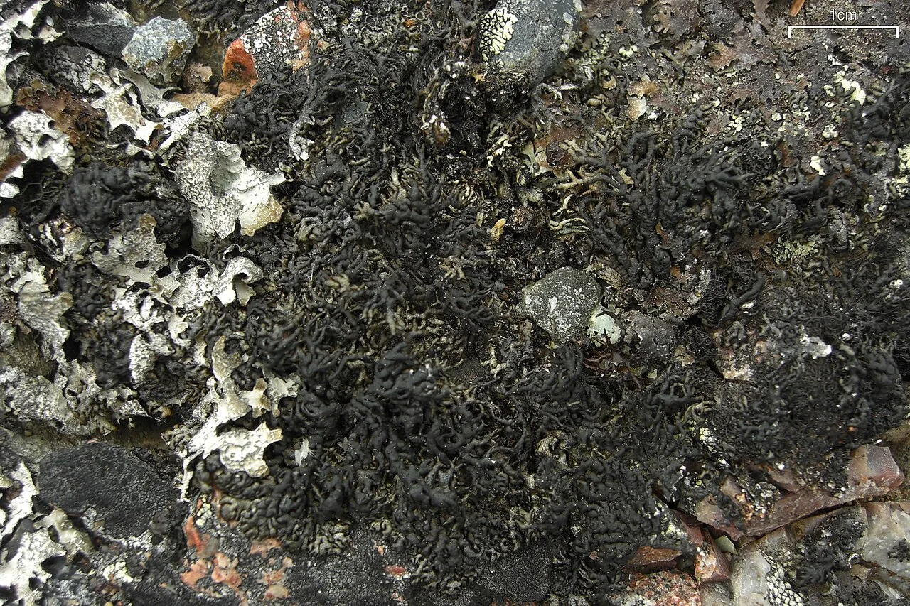 Allantoparmelia alpicola (Allantoparmelia alpicola) — photo mycologique