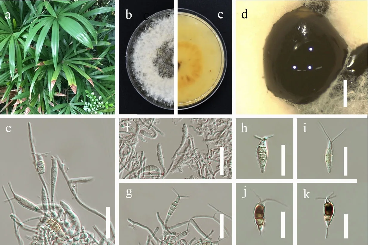 Allelochaeta cylindrospora (Allelochaeta cylindrospora) — photo mycologique