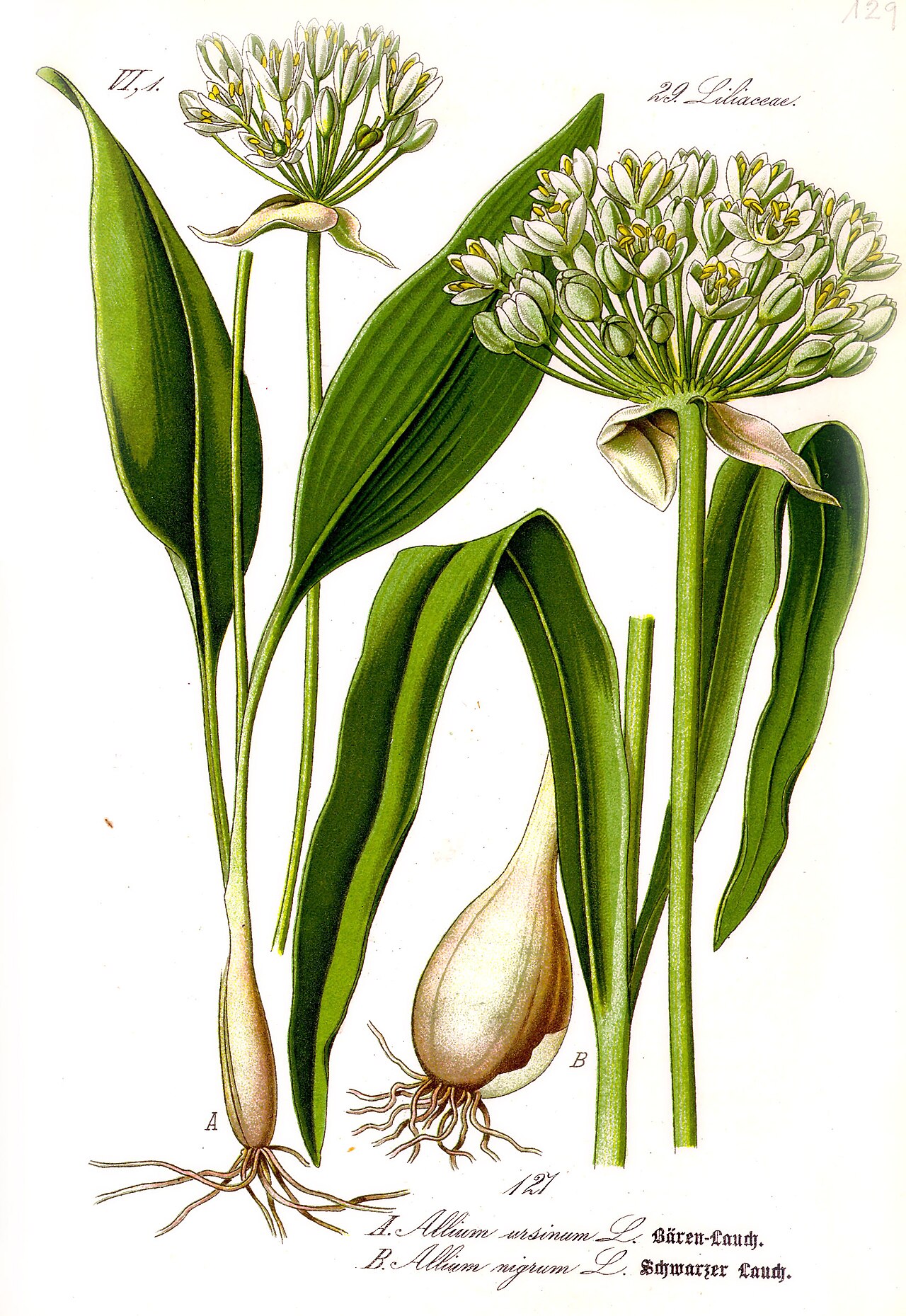 Oignon / Ail / Ciboulette (Allium) — photo botanique