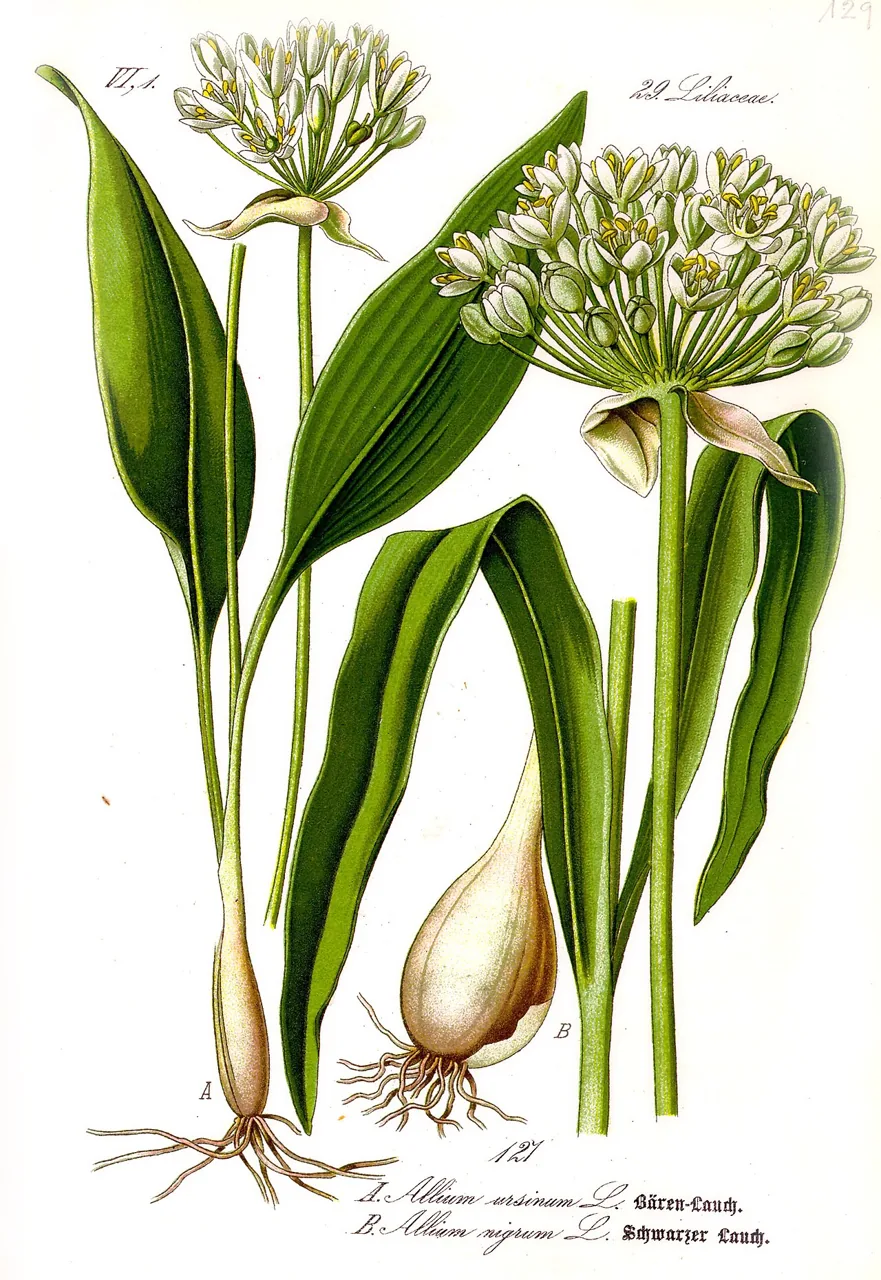 Oignon / Ail / Ciboulette (Allium) : photo botanique
