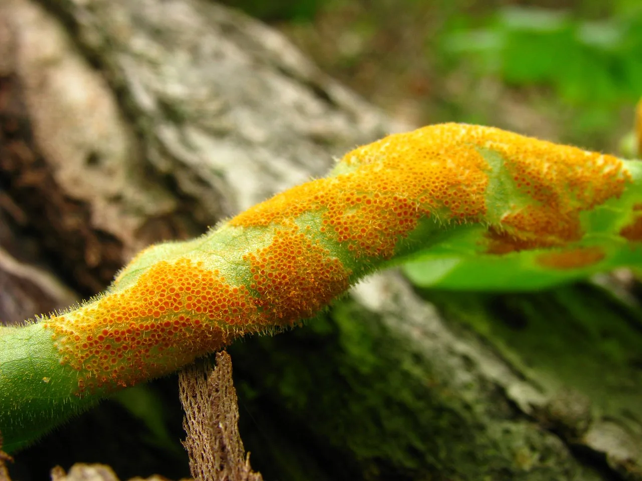 Allodus giliae (Allodus giliae) — photo mycologique