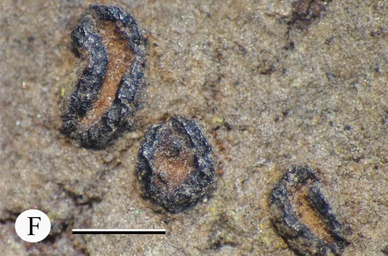 Allographa weii (Allographa weii) — photo mycologique