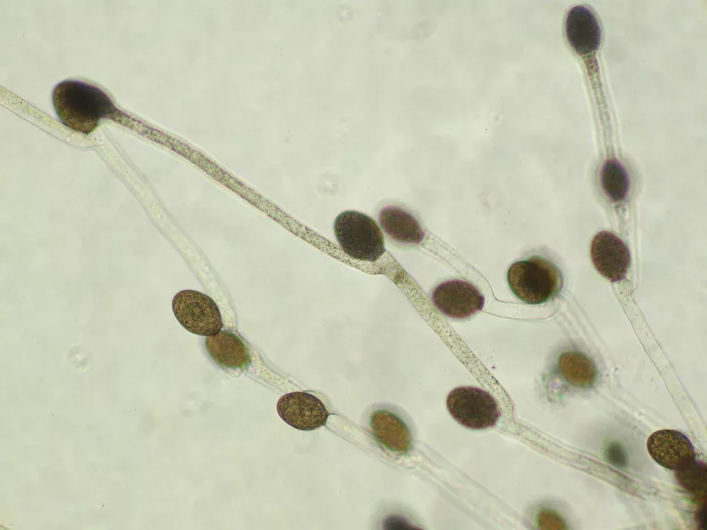 Allomyces macrogynus (Allomyces macrogynus) — photo mycologique