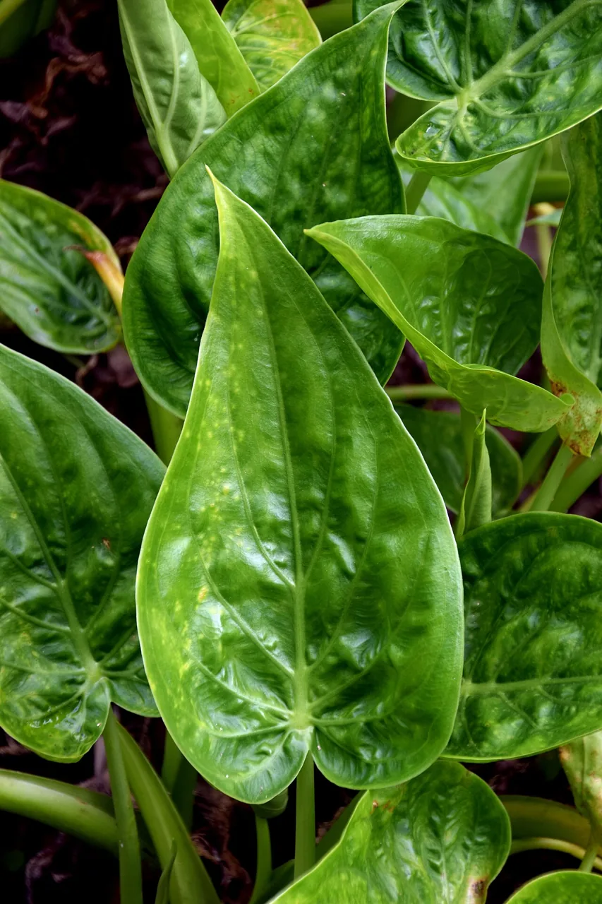 Alocasia à feuilles en capuchon (Alocasia cucullata) : photo botanique