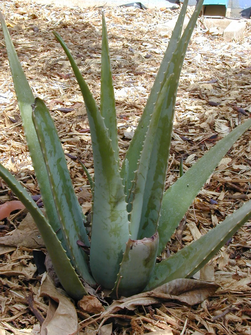 Aloe vrai (Aloe vera) : photo botanique